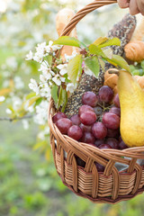 healthcare, spring, crop concept. in the hand of woman there is wonderful handcrafted wicker basket prepared for juicy fruits and croissants with other bakery goods