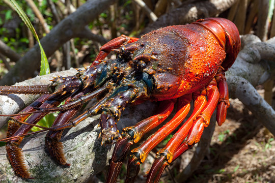 Close-up image of the big rock lobster sitting on the dry tree branch of the tropical tree. Delicious food for healthy lifestyle. Traditional delicacy of Sri Lanka.