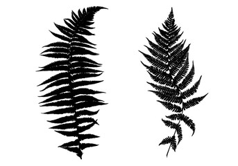 Illustration of different ferns isolated on white