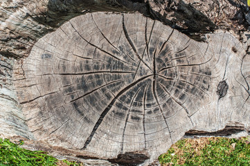 Texture saw cut the old tree