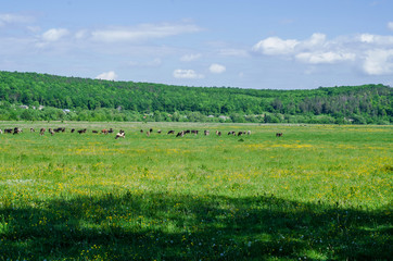 Herd of cows grazing on green pasture