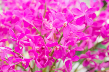 Fototapeta na wymiar Purple Mokara orchids in the farm
