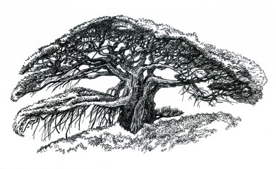 Bonsai tree, drawing.