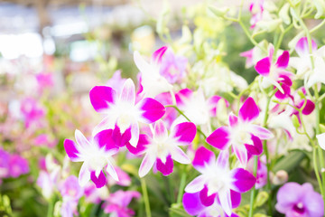 Dendrobium orchids in the garden