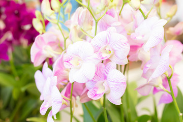 Dendrobium orchids in the garden
