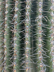 Saguaro cactus texture