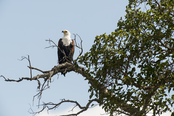 Pygargue vocifère,.Haliaeetus vocifer, African Fish Eagle