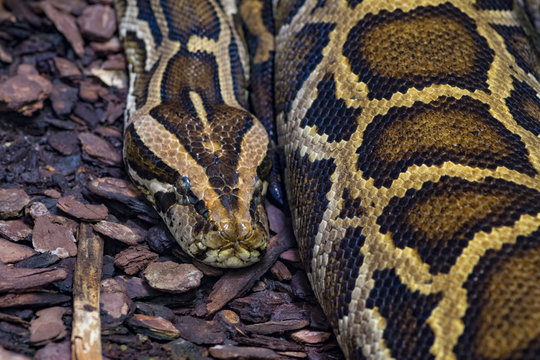 Black-tailed or tiger python close-up