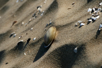 muszelki na plaży