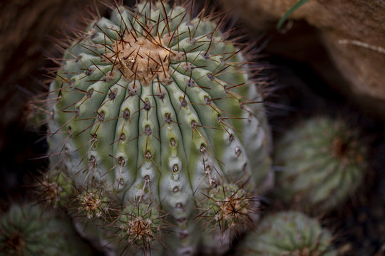 Cactus Copiapoa cinerea