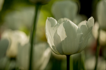 Tulips in the Central Park of culture and recreation in St. Petersburg.