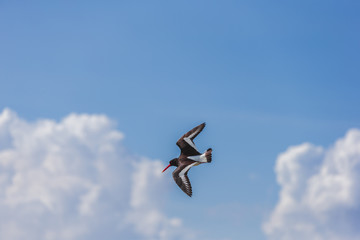 Segelflug