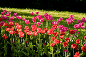 Obraz na płótnie Canvas Tulips in the Central Park of culture and recreation in St. Petersburg.