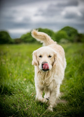 The Golden Retriever