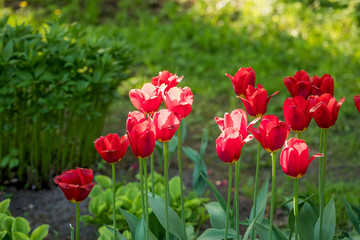 Tulips in the Central Park of culture and recreation in St. Petersburg.