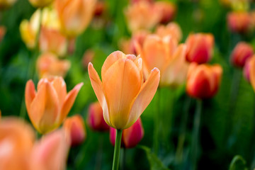 Fototapeta premium Tulips in the Central Park of culture and recreation in St. Petersburg.