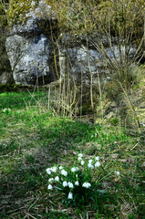 Maerzenbecherbluete auf der Schwaebischen alb