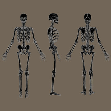 Negative human skeleton chart black vector