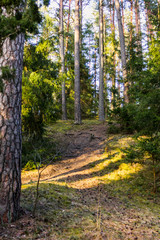 Obraz premium Sunny Spring Day in the Forest