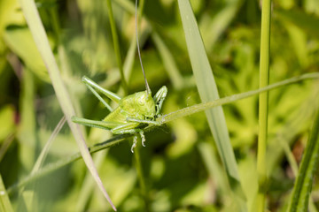 sauterelle verte