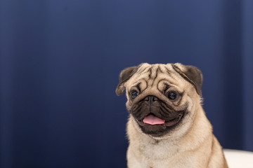cute pug dog have a question and making funny face,Selective focus