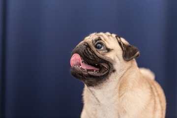 cute pug dog smile and looking up so happiness,Selective focus
