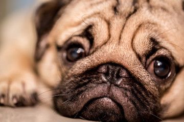 Cute pug dog lying and sleep on ground with funny face