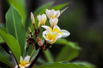 Champa made as a background.