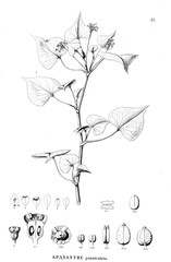 Illustration of plant