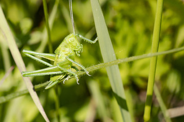 sauterelle verte