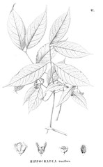 Illustration of plant
