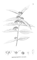 Illustration of plant