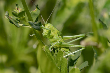 sauterelle verte