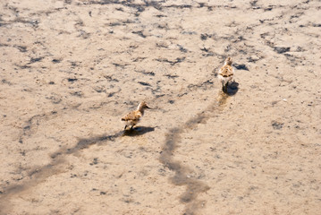 Baby birds at play