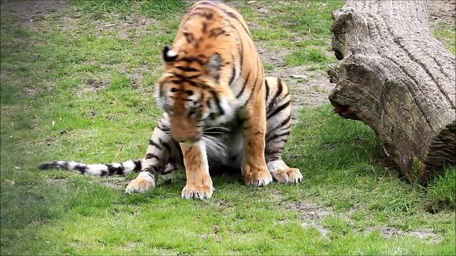 bengal tiger on meadow
