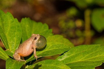 Obraz premium Northern Spring Peeper (Pseudacris crucifer)