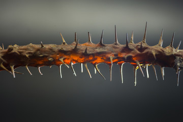 Many of thorn tree on a gray background.