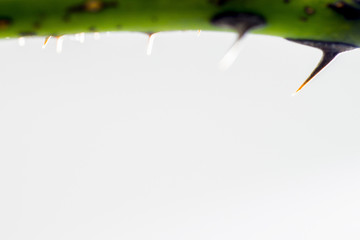 Thorn tree on a white background.