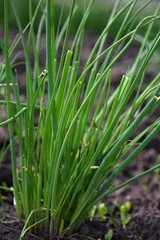 Schnittlauch - Pflanze