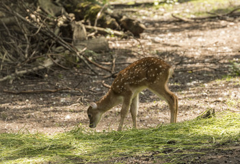 Mesopotamian, Fallow Deer (Dama dama mesopotamica) eats at the edge of the forest.