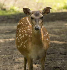 Mesopotamian, Fallow Deer (Dama dama mesopotamica)
