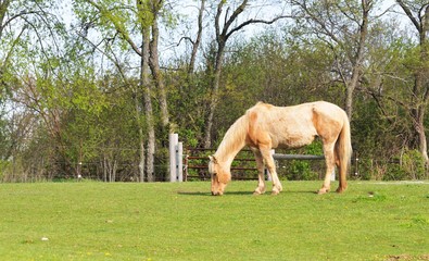 Skinny Horse Grazing