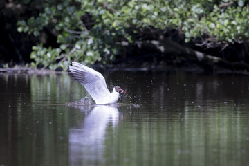 Mouette rieuse