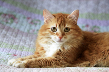 Fototapeta na wymiar Portrait of a young cat