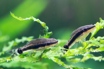 オトシンクルス・ヴィッタートゥス