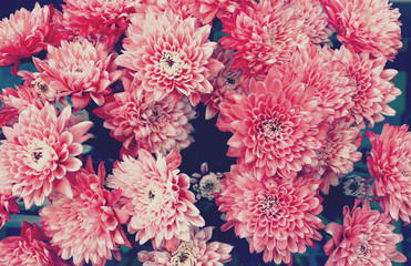 Flowers background-Chrysanthemum.Red chrysanthemum flowers - obrazy, fototapety, plakaty