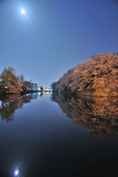 月と桜とお堀
彦根城のお堀の桜を月光と街灯で撮影