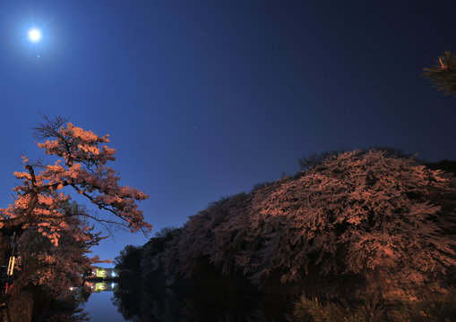 月と桜とお堀
彦根城のお堀の桜を月光と街灯で撮影