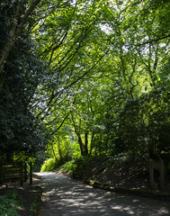 tree lined path