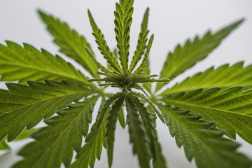 a young hemp and a bush of marijuana. a crop of a cannabis of 2018